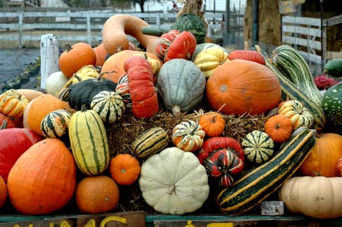 Squash and Pumphins
